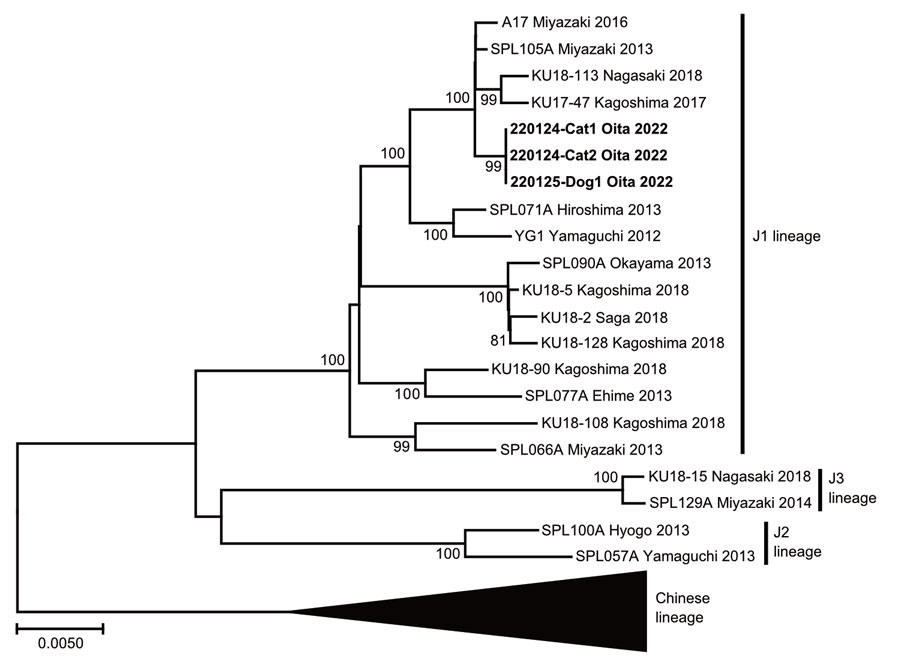 Phylogenetic analysis of severe fever with thrombocytopenia syndrome virus obtained from dog with index infection and 2 cats with nosocomial infection, Japan, 2022. The phylogenetic tree is shown for the viral genomic RNA of the medium segment. Boldface indicates viruses isolated from the animals in this study. Scale bar indicates nucleotide substitutions per site.