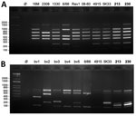 PCR typing of newly discovered Brucella isolates obtained from 2 patients in French Guiana, 2020. Genomic DNA from bacterial isolates BRSO-2020-213 and BRSO-2021-230 (numbers in bold) were used as a template for Bruce-Ladder (5) (A) or Suis-Ladder (6) (B) multiplex PCR. The profiles obtained after agarose gel electrophoresis were compared with the profile of type strains 16M (Brucella melitensis), 2308 (B. abortus), 1330 (B. suis bv1), Thomsen (B. suis bv2), 686 (B. suis bv3), 40 (B. suis bv4), 513 (B. suis bv5), RM6/66 (B. canis), Rev1 (B. melitensis vaccine strain), F8/08–60 (B. papionis), CCM 4915 (B. microti), or 5K33 (B. neotomae). Molecular-weight size markers in bp are shown at left. bv, biovar; Ø, negative control.