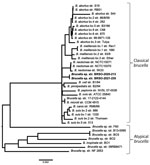 Phylogenetic placement of Brucella isolates BRSO-2020-213 and BRSO-2021-230 from 2 patients diagnosed with brucellosis in French Guiana, 2020. A genome-based tree was constructed by using a selection of reference Brucella genomes (Appendix Table) on the PATRIC platform (BRC NIAID Bioinformatics Resource Centers, https://www.bv-brc.org). The number of compared genes was fixed at 1,000, and all other parameters were set by default. Scale bar indicates number of substitutions per site.