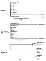 Phylogenetic placement of Brucella isolates BRSO-2020-213 and BRSO-2021-230 from 2 patients diagnosed with brucellosis in French Guiana, 2020, using alignments of Brucella genes. Sequences of the genes recA, 16S rRNA, and omp2b were aligned using the web tool Phylogeny (17) using the default parameters (“One Click” mode). Scale bar indicates number of substitutions per site.