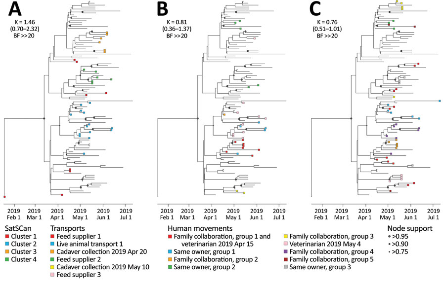 Analysis of the phylogenetic signal associated with 3 covariates in study combining phylogeographic analyses and epidemiologic contact tracing to characterize the atypically pathogenic avian influenza (H3N1) epidemic, Belgium, 2019. We assessed the phylogenetic signal associated with 3 covariates: A) Spatiotemporal SaTScan clusters (https://www.SaTScan.org); B) transport contact networks; C) social contact networks. Tree tip nodes are colored on the basis of the cluster or network to which they belong. For each covariate, we also report the estimated Blomberg K statistic and associated 95% highest posterior density interval (in parentheses) and BF support. BF, Bayes factor; ≫, much greater than. 