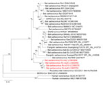 Phylogenetic tree of sarbecoviruses from bats in Japan, generated by using the full-genome nucleotide sequences with the maximum-likelihood analysis combined with 500 bootstrap replicates. Red indicates strains isolated in this study. Bootstrap values are shown above and to the left of the major nodes. GenBank accession numbers are indicated. Scale bars indicate nucleotide substitutions per site.