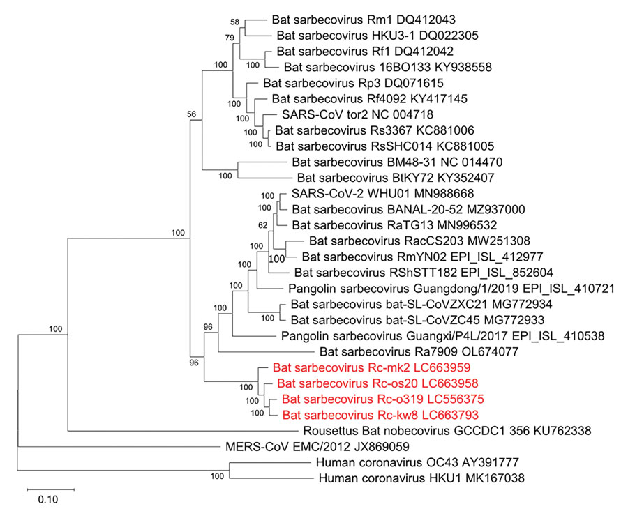 Phylogenetic tree of sarbecoviruses from bats in Japan, generated by using the full-genome nucleotide sequences with the maximum-likelihood analysis combined with 500 bootstrap replicates. Red indicates strains isolated in this study. Bootstrap values are shown above and to the left of the major nodes. GenBank accession numbers are indicated. Scale bars indicate nucleotide substitutions per site.