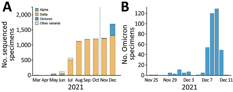 Distribution of SARS-CoV-2 viruses in New York, New York, USA. A) Temporal distribution of 7,237 sequenced viruses, March–December 2021. B) Temporal distribution of 392 Omicron viruses, November 25–December 11, 2021. 