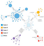 Genotype network of 392 Omicron viruses from New York, New York, USA, November 25–December 11, 2021. In this network, nodes represent nucleotide genotypes by clade, and lines between nodes represent pairs of nucleotide genotypes with the highest genetic similarity. Node size is scaled to log2 of the number of viruses with the corresponding genotype. Dashed lines indicate pairs of similar genotypes of different clades. 