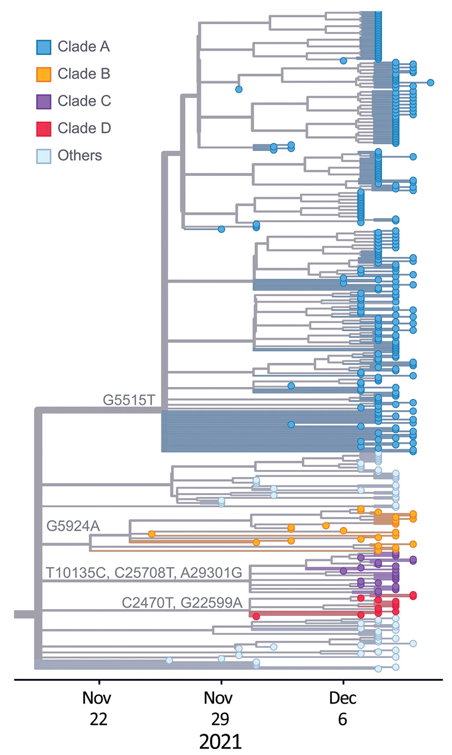 Phylogeny of 392 SARS-CoV-2 Omicron variant virus isolates from New York, New York, USA, November 25–December 11, 2021. Colored dots represent isolates from this study by clade. Substitution locations are indicated. 