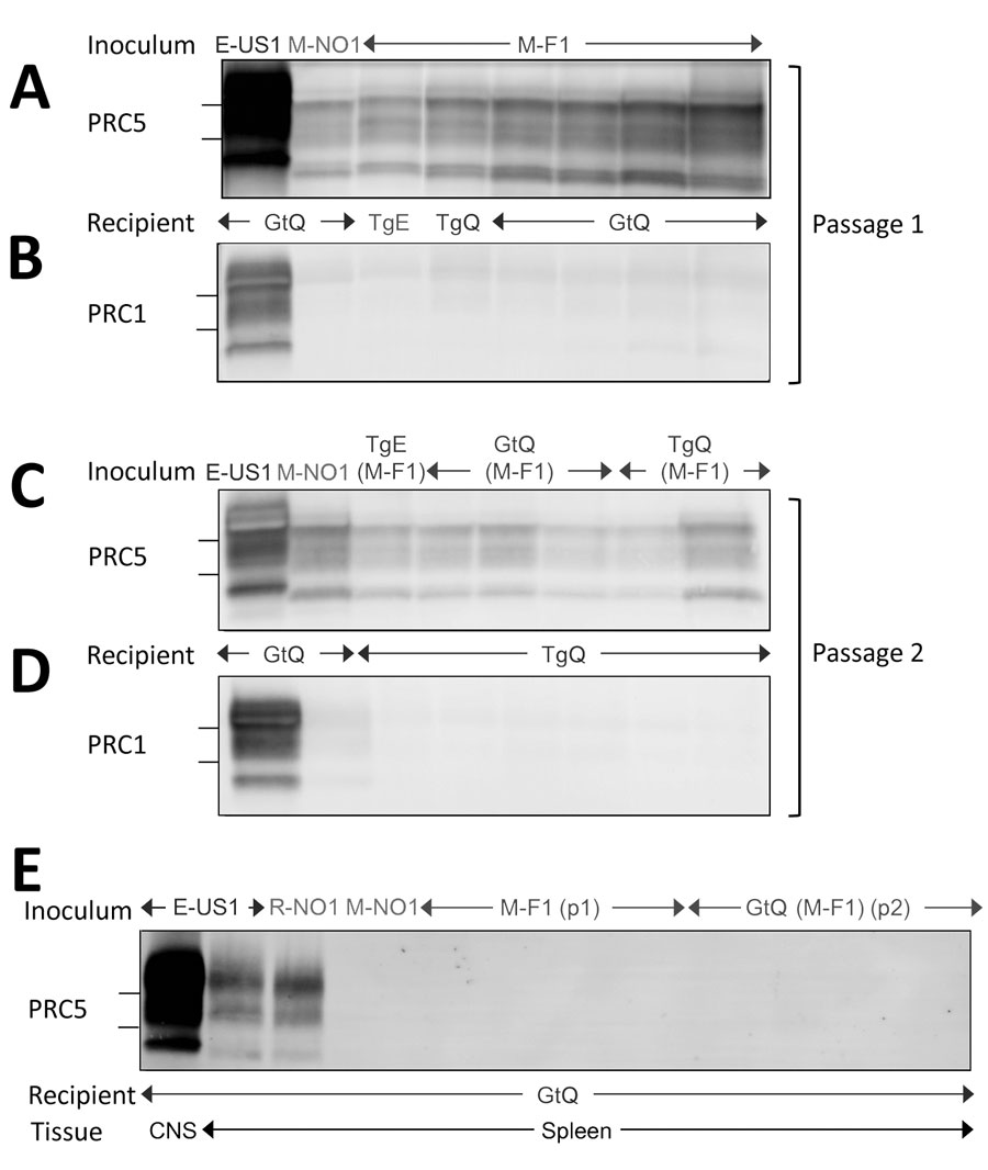 Western blot analyses of cervid prion protein (PrP) scrapie in mice infected with Finland, Norway, and North America chronic wasting disease (CWD) isolates. A, B) Western blots of CNS homogenates from GtQ, TgQ, and TgE mice after primary transmissions E-US1, Norway moose CWD (M-NO1), or Finland moose CWD (M-F1) probed with monoclonal antibody (mAb) PRC5 (A) or PRC1 (B). C–D) Western blots of CNS homogenates of GtQ and TgQ mice infected with E-US1 isolate, Norway isolate M-NO1, and M-F1 passaged through TgE, GtQ, or TgQ, referred to as TgE (M-F1), GtQ (M-F1), and TgQ (M-F1), respectively, probed with mAb PRC5 (C) or PRC1 (D). E) Lane 1, CNS homogenate of GtQ mice infected with E-US1 isolate. Remaining lanes are spleen homogenates from GtQ mice infected with E-US1 isolate, Norway reindeer isolate R-NO1, Norway moose isolate M-NO1, and spleens from infected GtQ mice during primary and secondary transmissions of M-F1. The positions of 25 and 20 kDa molecular weight markers are shown to the left of immunoblots. CNS, central nervous system; E-US1, US elk 1; GtQ, CWD-susceptible gene-targeted mice in which the prion protein coding sequence was replaced with one encoding glutamine at codon 226; M-F1, Finland moose 1; M-NO1, Norway moose 1; PRC1, mAb PCR1; PRC5, mAb PCR5; TgE, transgenic mice expressing cervid PrP with glutamate at residue 226; TgQ, transgenic mice expressing cervid PrP with glutamine at residue 226.