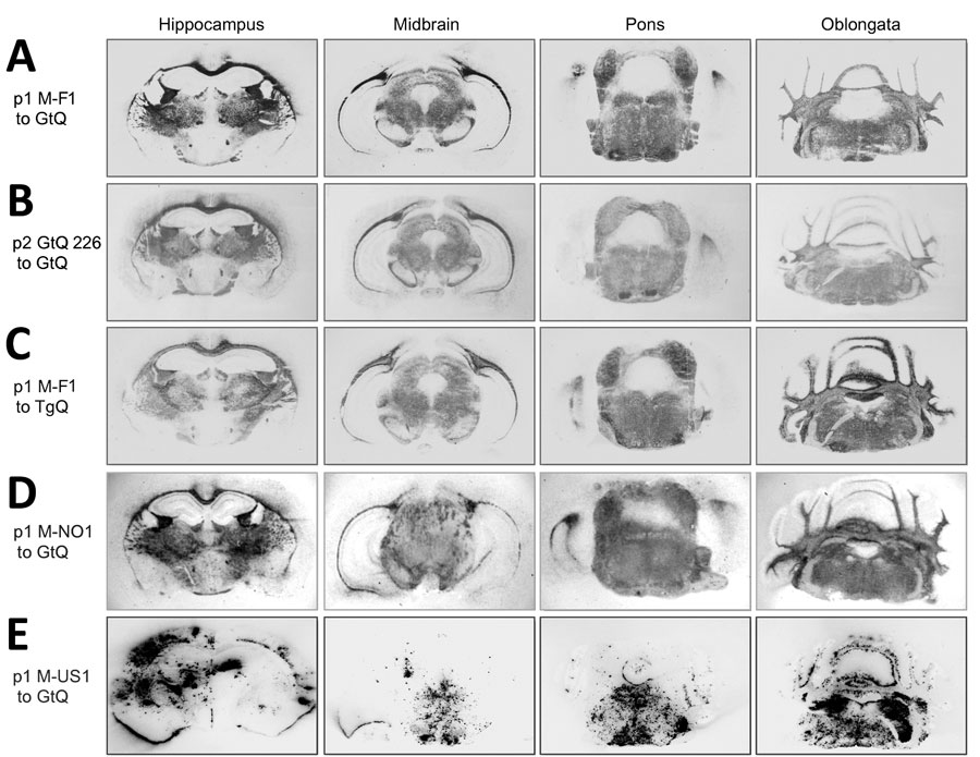 Global central nervous system distribution of cervid prion protein scrapie in Tg and Gt mice infected with Finland, Norway, and North America chronic wasting disease (CWD) cryostat coronal brain sections taken at the level of the hippocampus, midbrain, pons, and oblongata, transferred to slides and then to nitrocellulose. Sections were proteinase K–treated and immunoprobed with monoclonal antibody PRC5 after denaturation. A, B) Passage 1 and 2 of M-F1 in GtQ mice. C) TgQ mice infected with M-F1. D) GtQ mice infected with Norway M-NO1 CWD. E) GtQ mice infected with CWD isolate M-US1. Gt, gene-targeted; GtQ, CWD-susceptible gene-targeted mice in which the prion protein coding sequence was replaced with one encoding glutamine at codon 226; M-F1: Finland moose 1; M-NO1, Norway moose 1; M-US1, US moose 1; p1, primary transmissions; p2, secondary transmissions; Tg, transgenic; TgQ, transgenic mice expressing cervid PrP with glutamine at residue 226.