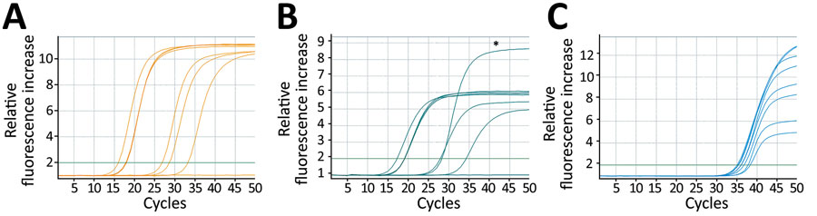 Amplification curves of clinical samples, including internal controls for dual-target monkeypox virus assay rapidly adapted from established high-throughput molecular testing infrastructure. A) Nonvariola orthopoxvirus; B) monkeypox virus; C) internal control. Samples included clinical swab specimens of monkeypox lesions, oropharyngeal swab samples, and EDTA plasma from patients with confirmed monkeypox, Hamburg, Germany. Asterisk (*) in panel B indicates the positive control curve in channel 2, which was the cell culture supernatant of Congo Basin monkeypox strain collected in 1987. West Africa strain samples exhibit a reduction of approximately one third in relative fluorescence increase for monkeypox virus, due to a known mismatch in the probe region (Appendix Figure 1).