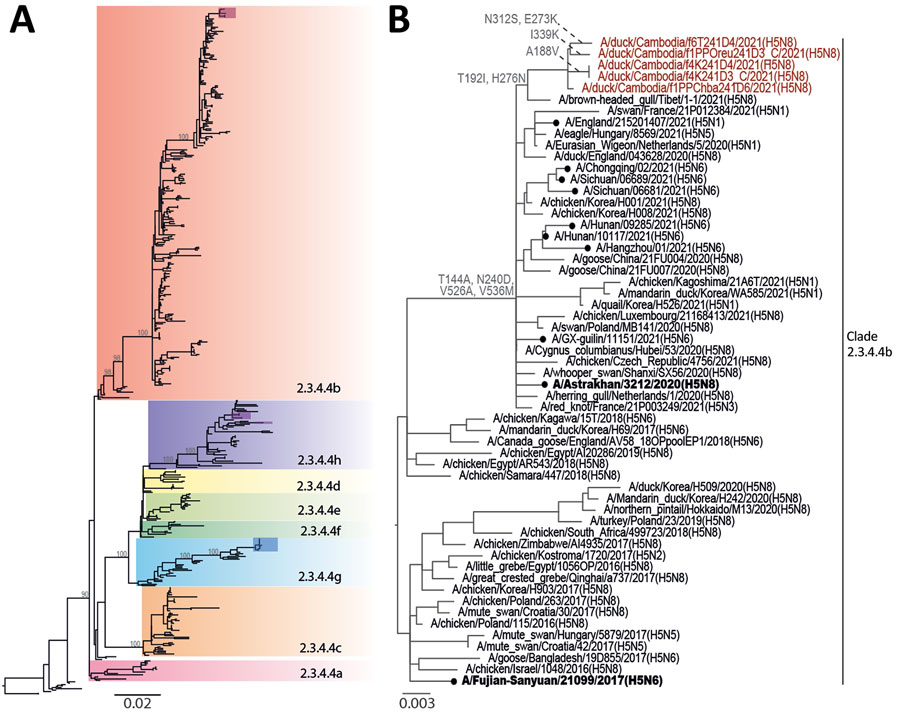 Phylogenetic analysis of the hemagglutinin genes of clade 2.3.4.4 avian influenza A(H5N8) viruses detected in Cambodia. Whole-genome sequencing of isolated viruses was performed and phylogenies were constructed using the maximum-likelihood method. A) Subclades of H5Nx clade 2.3.4.4. Recent isolates from Cambodia are shown in red, purple, and blue shaded boxes. B) Phylogeny of avian influenza A(H5N8) clade 2.3.4.4b isolates. Recent isolates from Cambodia are in red font and amino acid mutations are indicated at select nodes. Candidate vaccine viruses used as reference viruses are in bold font. Closed circles indicate cases of human infection with avian H5Nx viruses. Scale bars indicate nucleotide substitutions per site.
