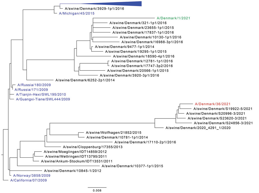 Maximum-likelihood phylogenetic tree of the hemagglutinin gene of influenza A virus from a patient in Denmark (A/Denmark/36/2021), the seasonal vaccine strain, and closely related strains. The tree includes the case variant virus A/Denmark/36/2021 (red), the 10 closest BLAST matches (https://blast.ncbi.nlm.nih.gov/Blast.cgi), the previously reported Denmark variant virus A/Denmark/1/2021 (green), human seasonal reference viruses with >85% nucleotide identity to A/Denmark/36/2021 (Appendix 2 Table), and representative viruses from the passive surveillance program of influenza viruses in pigs from Denmark. The tree is rooted on A/California/07/2009. Human IAV sequences are shown in blue, and most seasonal reference viruses have been collapsed. Scale bar indicates nucleotide substitutions per site.