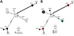 ntST network analyses of hemotropic Mycoplasma spp. (hemoplasmas) from aquatic mammals, Amazon Basin, Brazil. We noted hemoplasmas divergence between 2 dolphin species (A) and sampling sites (B). The analysis differentiated the retrieved hemoplasmas nucleotide sequence types in 3 distinct groups: 1 group comprised all sequences obtained from Amazon river dolphins (Inia geoffrensis) from the Balbina Dam and Tapajós River; the other 2 harbored all sequences from Bolivian river dolphins (I. boliviensis) from the Guaporé River. ntST, nucleotide sequence type.
