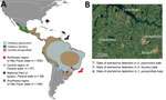 Bat mammarenavirus detection and host distribution in study of highly diverse arenaviruses in neotropical bats, Brazil. A) Geographic ranges of arenavirus-positive bat species indicated by blue (Artibeus planirostris), green (A. lituratus), and red (Carollia perspicillata) colors, according to the International Union for Conservation of Nature (https://www.iucnredlist.org). The brown areas in the map indicate the overlap of the distribution of A. lituratus and C. perspicillata. The absence of A. planirostris distribution in central Brazil likely represents lack of information regarding this species. Filled circles represent regions of sample collection: northwestern region of São Paulo state (red), central region of Paraná state (pink), National Park of Iguaçu, Paraná state (dark blue), and southwestern region of São Paulo state (gray). Number of bats obtained from each region is indicated. Red bat figure indicates where Tacaribe mammarenavirus and Tietê mammarenavirus were detected in the present study. Hosts from which Tacaribe virus was sequenced in other studies, including ticks (Florida, USA), mosquitoes, and bats (Port of Spain, Trinidad and Tobago) are indicated by black pictograms. Map prepared using QGIS desktop software version 3.24 (https://www.qgis.org). B) Areas of arenavirus detection in the northwestern region of São Paulo state, Brazil. Yellow star indicates the capture site of arenavirus-positive A. planirostris, blue star indicates the capture site of arenavirus-positive A. lituratus, and orange star marks the capture site of arenavirus-positive C. perspicillata bats. Tietê River and cities Araçatuba, Valparaíso, and Birigui are indicated. Dark green areas show forest fragments. Map obtained from Google Earth (https://earth.google.com)