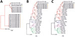 Phylogenetic analyses of highly diverse arenaviruses in neotropical bats, Brazil. Maximum-likelihood consensus trees compare partial RNA-dependent RNA polymerase genes (A), complete large (L) segment genes (B), and complete small (S) segment genes (C) from arenaviruses detected in Artibeus and Carollia spp. bats. Phylogenetic trees were generated using MEGA X software (https://www.megasoftware.net). Bold indicates sequences obtained from this study. Stars indicate regions where arenavirus-positive bat hosts were detected (Figure 1, panel B). Black dots at tree nodes represent bootstrap values >75% (1,000 replicates). Green lines indicate clade A new world arenaviruses, red lines indicate clade B new world arenaviruses, blue lines indicate clade C new world arenaviruses, and purple lines indicate recombinant new world arenaviruses (tentative clade D) (14). GenBank sequences used for comparisons and virus abbreviations (accession nos.): TCRV_Art_lit_TRI_1956, Tacaribe virus strain TRVL-11573 L segment (MT081317) and S segment (MT081316.1); TCRV_Amb_ame_USA_2012, Tacaribe virus Florida L segment (KF923401) and S segment (KF923400); OCEV, Ocozocoautla de Espinosa Virus S segment (JN897398; L segment not available); JUNV, Junin virus L segment (AY35802) and S segment (NC_005081.1); MACV, Machupo virus L segment (AY358021) and S segment (NC_005078.1); CPVX, Cupixi virus L segment (AY216519) and S segment (NC_010254.1); AMAV, Amapari virus L segment (AY216517) and S segment (NC_010247.1); GTOV, Guanarito virus L segment (AY358024) and S segment (NC_005077.1); SABV, Sabia virus L segment (AY358026) and S segment (NC_006317.1); APOV, Apore virus L segment (MF317491) and S segment (MF317490); CHAPV, Chapare virus L segment (EU260464) and S segment (EU260463.1); XAPV, Xapuri virus L segment (MG976577) and S segment (NC_055439.1), LATV, Latino virus L segment (EU627612) and S segment (NC_010758.1); OLVV, Oliveros virus L segment (AY216514) and S segment (NC_010248.1); BCNV, Bear Canyon virus L segment (AY924390) and S segment (NC_010256.1); WWAV, Whitewater Arroyo virus L segment (AY924395) and S segment (NC_010700.1); TAMV, Tamiami virus L segment (AY924393) and S segment (NC_010701.1); FLEV, Flexal virus L segment (EU627611) and S segment (NC_010757.1); PARV, Parana virus L segment (EU627613) and S segment (NC_010756.1); PIRV, Pirital virus L segment (AY494081) and S segment (NC_005894.1); PICV, Pichinde virus L segment (AF427517) and S segment (MK896487.1); LASV, Lassa virus L segment (U73034) and S segment (NC_004296.1); ALLV, Allpahuayo virus L segment (AY216502) and S segment (NC_010253.1). Origins of arenaviruses are indicated for each sample: ARG, Argentina; BOL, Bolivia; BRA, Brazil; COL, Colombia; PER, Peru; TRI, Trinidad; USA, United States of America; VEN, Venezuela. Scale bars indicate nucleotide substitutions per site.