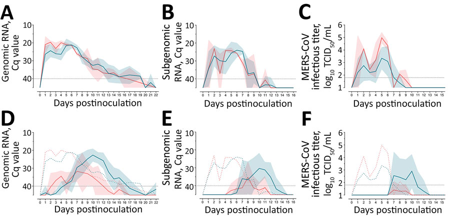 MERS-CoV RNA and infectious virus shedding in llamas experimentally infected with MERS-CoV Egypt/2013 (red) or Qatar15/2015 (blue) strains. A–C) Viral RNA and infectious MERS-CoV shedding of inoculated animals. Genomic (A) and subgenomic (B) viral RNA were quantified in nasal swab samples collected at different times after MERS-CoV inoculation. Infectious MERS-CoV titers (C) were demonstrated in nasal swab specimens collected on different days after MERS-CoV inoculation. Solid lines indicate mean values determined for different MERS-CoV–inoculated groups; shadings represents SD intervals. D–F) Infection profile of naive in-contact llamas). Genomic (D) and subgenomic (E) viral RNA quantified in nasal swab samples collected at different times after MERS-CoV inoculation. Infectious MERS-CoV titers (F) were demonstrated in nasal swab samples collected on different days after MERS-CoV inoculation. Solid lines indicate mean values of the groups of animals infected by contact; shaded areas represent SD intervals. Colored dashed lines indicate mean values calculated for MERS-CoV–inoculated animals. Horizontal dashed lines depict detection limits of assays. Cq, quantification cycle; MERS-CoV, Middle East respiratory syndrome coronavirus; TCID50, 50% tissue culture infective dose.