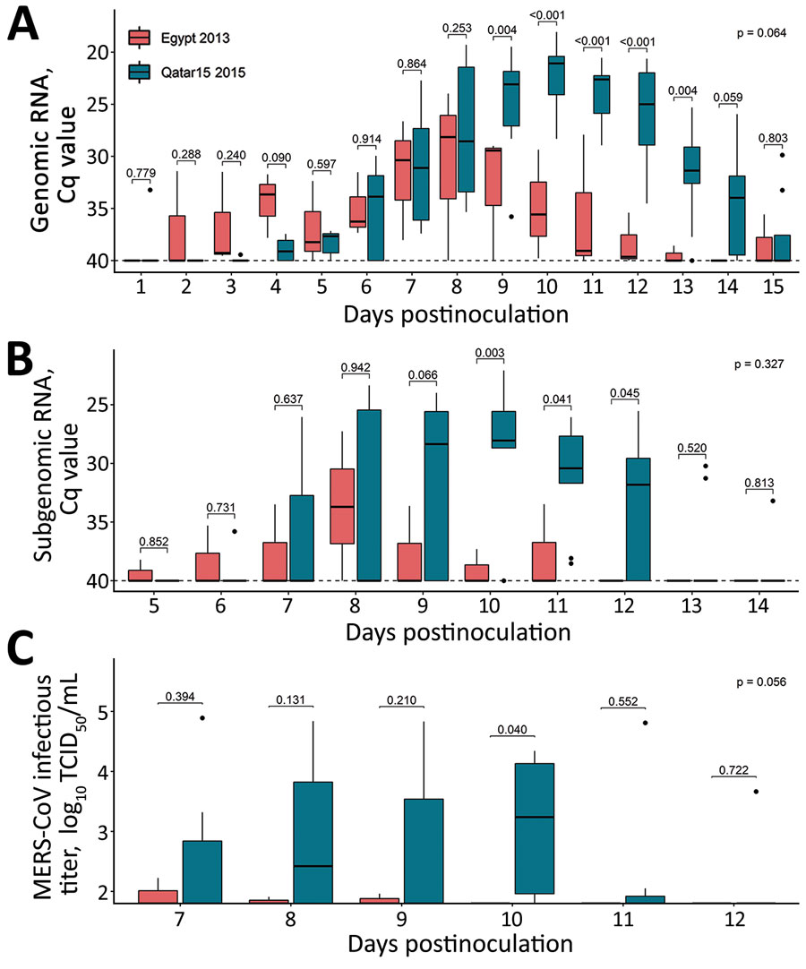 Mixed model analyzing the transmission competence of each MERS-CoV strain over time in investigation of llamas experimentally infected with MERS-CoV. Boxplots show daily virus shedding of sentinel llamas infected with MERS-CoV Egypt/2013 (red) or Qatar15/2015 strains (blue) after direct exposure to inoculated llamas. A, B) Genomic (A) and subgenomic (B) viral RNA quantification in nasal swabs collected throughout the study. C) Infectious MERS-CoV titers. Only the time points considered in the mixed models are represented. Horizontal lines within boxes indicate medians; box tops and bottoms indicate interquartile ranges; error bars indicate 95% CIs; black dots indicate outliers. p values are indicated above the boxes; p values indicate statistical differences between areas under the curve of the experimental groups, as calculated by Wilcoxon test. Cq, quantification cycle; MERS-CoV, Middle East respiratory syndrome coronavirus; TCID50, 50% tissue culture infective dose.