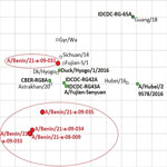 Antigenic map of highly pathogenic avian influenza A(H5N1) viruses from Benin based on hemagglutination inhibition data (Appendix Table). Circles indicate viruses and squares antiserum; red indicates viruses characterized in this study, and green dots indicate reference viruses. The spacing between grid lines is 1 unit of antigenic distance, corresponding to a 2-fold dilution of antiserum in the hemagglutination inhibition assay.