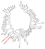 Árbol circular sin raíz relacionado con el vecindario que ilustra la relación entre los genotipos de Coxiella burnetii descritos en un nuevo estudio de genotipo de C. burnetii que causa la fiebre Q epidémica en roedores, en el norte de Senegal.  MST75 y MST76 (rojo) se compararon con genotipos ya presentes en Senegal y MST19 y MST6 (azul) con otros genotipos.  El análisis incluyó secuencias de 64 nt.  Se han eliminado todas las posiciones que contienen lagunas y datos faltantes.  Hubo un total de 4.692 puestos de trabajo en el conjunto de datos final.  Los análisis evolutivos se realizaron en MEGA7 (https://www.megasoftware.net).  MST, escritura de secuencia multiespaciador.