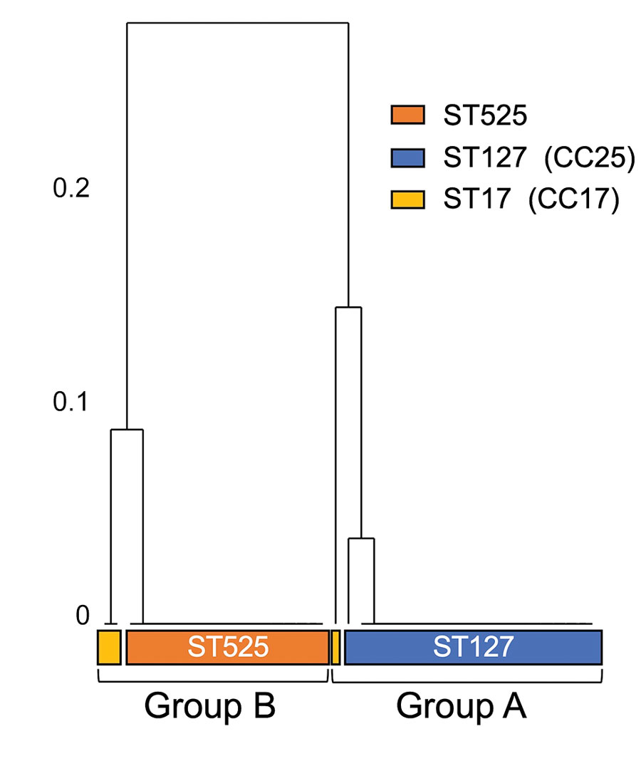 Phylogenetic relationship of group A and group B multidrug-resistant Streptococcus dysgalactiae subspecies equisimilis causing bacteremia, Japan, 2005–2021. Numbers on left of tree indicate the distance of the clusters. CC, clonal complex; ST, sequence type.