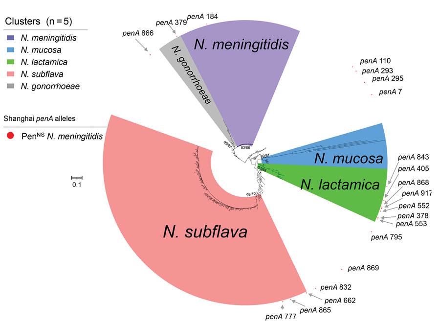 Phylogenetic analysis of penA alleles of Neisseria isolates and genomes, Shanghai, China, 1965–2020, and reference isolates. Phylogenetic analysis of the nucleotide sequences of 580 penA alleles (nucleotides 1321–1722) from N. meningitidis (n = 21,582), N. gonorrhoeae (n = 7,605), N. lactamica (n = 683), N. subflava (n = 431), N. cinerea (n = 65) , N. polysaccharea (n = 52), N. mucosa (n = 33), and other commensal Neisseria (n = 73) isolates and genomes collected in this study and from the Neisseria PubMLST database was constructed by using IQ-TREE version 2.2.0 (23), with both SH-aLRT test and UFboot set as 1,000. The values of SH-aLRT and ultrafast bootstrap (Ufboot) are shown on the node of each clade as SH-aLRT/Ufboot. Clusters were determined by using SH-aLRT values of 80% from the SH-aLRT tests with 1,000 replicates and ultrafast bootstrap (UFBoot) values of 85% from bootstrap tests with 1,000 replicates (IQ-TREE). Alleles penA378, penA405, penA552, penA553, penA843, penA868, and penA917 were within in the N. lactamica cluster; penA662, penA777, and penA865 were within the N. subflava cluster; penA379 was within the N. gonorrhoeae cluster; and the other 8 penA alleles were located outside the 5 clusters. Scale bar indicates substitutions per site. PenNS, penicillin-nonsusceptible meningococci.