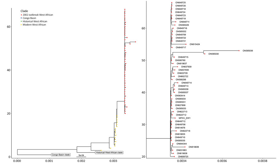 Phylogenetic tree depicting the relationship of the monkeypox virus strain detected in a genital lesion sample from a patient in Sweden to previously published isolates and the strain repsonsible for the 2022 multinational outbreak. The x-axis represents the branch lengths, interpreted as the number of nucleotide substitutions per site. The y-axis represents the tree cardinality (e.g. the amount of sequences represented in the tree) of each clade.