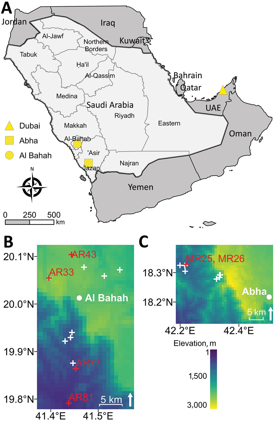 Sampling sites and elevation from which rodents were collected for molecular detection of Candidatus Orientia chuto in wildlife, Saudi Arabia. A) Study region on the Arabian Peninsula, including Dubai (yellow triangle), where a clinical case of scrub typhus caused by Candidatus O. chuto was reported in a previous study (5). Light gray area indicates Saudi Arabia; dark gray area indicates bordering countries on the Arabian Peninsula. Rodents were trapped in the Hijaz Mountains and surrounding towns of Al-Bahah Province (yellow circle indicates Al-Bahah, the capital city) and in the Asir Mountains of Asir Province (yellow square indicates Abha, the capital city). B, C) Heat maps detailing elevation above sea level of trapping locations in Al-Bahah Province (B) and Asir Province (C). Red crosses and sample labels indicate where Orientia-positive rodents were found; white crosses indicate areas in which rodents showed no evidence of infection. UAE, United Arab Emirates.