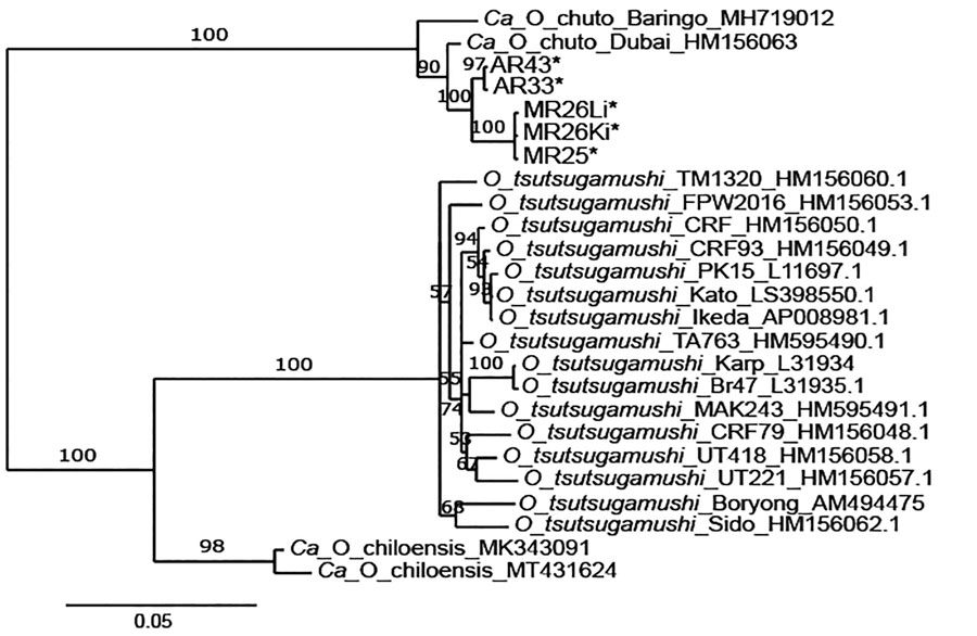 Bayesian inference phylogenetic tree of Orientia htrA gene sequences detected in wildlife, Saudi Arabia. Tree represents 698 nt positions of hrtA. Asterisks (*) indicate samples from this study; identification numbers are listed in Table 2. Only sequences confirmed by 2 independent PCR amplifications of the same tissue are included. Numbers at nodes represent Bayesian posterior probabilities (%). Accession numbers are given for reference sequences from GenBank. Ki, kidney; Li, liver.