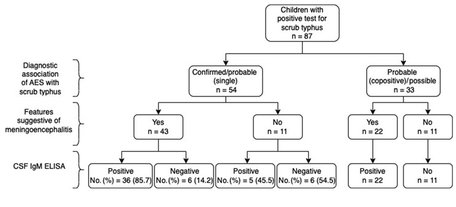 CSF IgM ELISA results of children with scrub typhus ME, southern India. CSF samples were available in 42/43 children with ME of which CSF IgM was positive in 85.7% children. AES, acute encephalitis syndrome; CSF, cerebrospinal fluid; ME, meningoencephalitis.