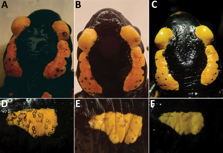 Clearing of skin lesions during the treatment of Batrachochytrium salamandrivorans in 2 fire salamanders (Salamandra salamandra) specimens, FS6 (A–C) and FS2 (D–F), on day 1 (A, D), day 16 (B, E) and day 87 (C, F).