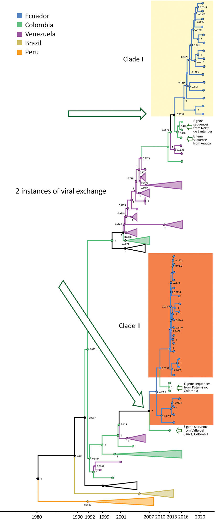 Maximum-clade credibility tree for dengue virus serotype 2 in study of transmission dynamics of dengue in large and small population centers, northern Ecuador. Tree was constructed using whole-genome sequences from Ecuador (blue), Colombia (green), and Venezuela (purple), combined with envelope gene sequences from Colombia departments (Nariño, Valle del Cauca, Putumayo, and Norte de Santander), and generated in BEAST software (https://beast.community). Within Ecuador, samples from Esmeraldas Province are within the yellow shaded area, and El Oro Province samples are within the orange shaded area. Posterior probabilities are shown in internal nodes.