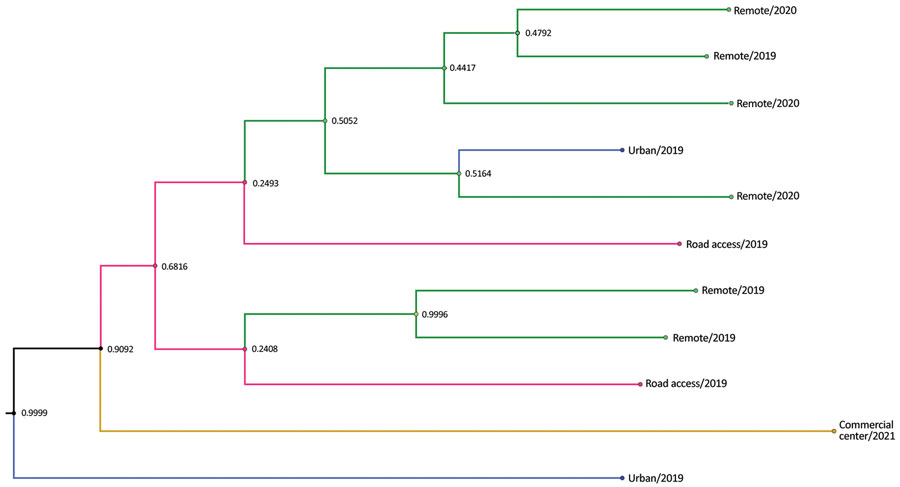 Subclade tree of dengue virus serotype 1 from rural communities of Esmeraldas Province in study of transmission dynamics of dengue in large and small population centers, northern Ecuador. Gradient of remoteness is classified as remote communities with no road access (green), communities with road access (pink), commercial center (yellow), and urban (blue). Subclade nodes are labeled with posterior probabilities generated in BEAST software (https://beast.community).