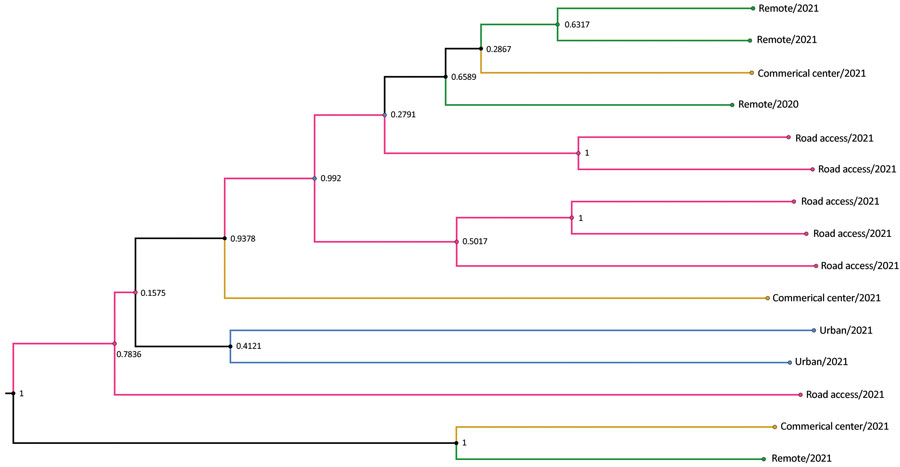 Subclade tree of dengue virus serotype 2 from rural communities of Esmeraldas Province in study of transmission dynamics of dengue in large and small population centers, northern Ecuador. Gradient of remoteness is classified as remote communities with no road access (green), communities with road access (pink), commercial center (yellow), and urban (blue). Subclade nodes are labeled with posterior probabilities generated in BEAST software (https://beast.community).