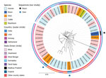 Phylogeny of newly sequenced Mycobacterium orygis wildlife isolates from 3 wild animals in India (black star, bison; blue stars, deer) and reference sequences. The outer circle shows the distribution of isolates in India, Norway, the Netherlands, and the United States. The inner circle shows the statewise distribution within countries. Shading of branch labels corresponds to different species. Scale bar of 0.01 indicates 1 change for every 100 nucleotides. 