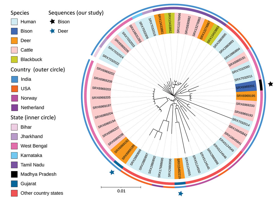 Phylogeny of newly sequenced Mycobacterium orygis wildlife isolates from 3 wild animals in India (black star, bison; blue stars, deer) and reference sequences. The outer circle shows the distribution of isolates in India, Norway, the Netherlands, and the United States. The inner circle shows the statewise distribution within countries. Shading of branch labels corresponds to different species. Scale bar of 0.01 indicates 1 change for every 100 nucleotides. 