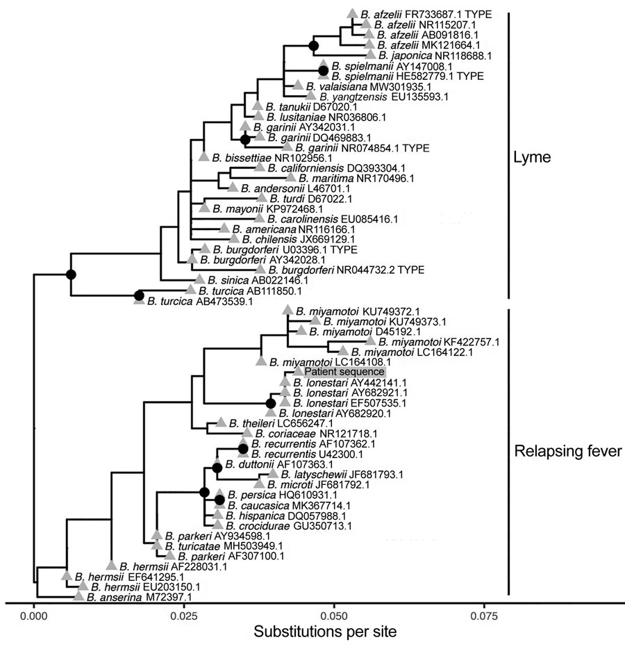 Phylogenetic analysis of bacterial sequence derived from patient’s blood (gray shading) in study of relapsing fever caused by Borrelia lonestari after tick bite in Alabama, USA. Phylogenetic tree was constructed from representative V1/V2 regions of 16S rRNA gene sequences from different Borrelia spp. known to cause Lyme disease or relapsing fever. GenBank accession numbers are indicated after the species names. The bacterial sequence from the patient sample formed a high-confidence clade with B. lonestari sequences and was most closely related to B. miyamotoi. Nodes with >95% confidence bootstrap values are labeled with black circles, and branch tips are labeled with gray triangles. 