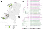 Location of Sandwich terns affected by locally acquired highly pathogenic avian influenza A(H5N1) clade 2.3.4.4b viruses and phylogeny of viral segments, the Netherlands. A) Location and size (number of breeding pairs) of the Sandwich tern breeding colonies and the origin (finding location) of the Sandwich terns from which virus sequences ST01–ST20 shown in the phylogenetic tree in panel B were obtained. B) Maximum-likelihood tree (1,000 bootstraps) of the concatenated viral segments showing the H5N1 viruses detected in Sandwich terns together with viruses from other wild birds. Bootstrap values >50 are indicated at the branches. Identification numbers and symbols of the Sandwich terns correspond to those in the map, and the date that the bird was found dead is indicated. The GISAID sequences used in the phylogenetic analysis are listed in Appendix 1 Table 2. ST, Sandwich tern.