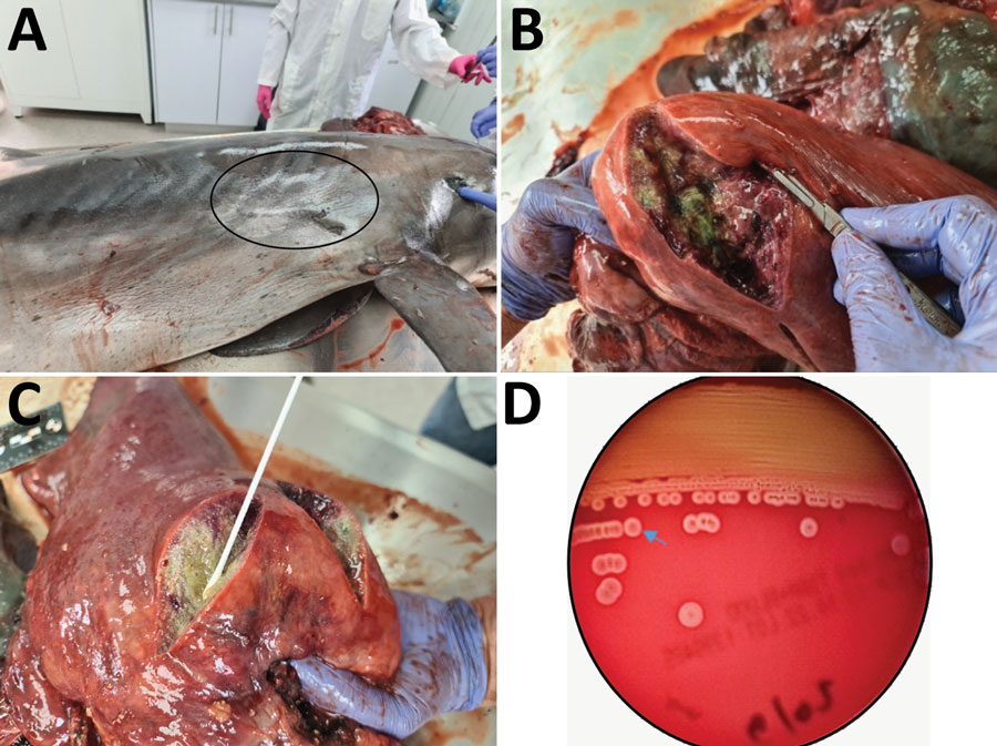 Photobacterium damselae subspecies damselae pneumonia in a bottlenose dolphin, eastern Mediterranean Sea. Gross pathologic examination of the dolphin (Tursiops truncatus) showed a scar (oval) at the right side of the chest (A) that might be a sign for a previous wound that initiated the infection (B, C). Four abscesses, 5–10 cm in diameter, filled with purulent fluid and necrotic debris were observed in the right lung of the animal. Hemolytic phenotype of the P. damselae subsp. damselae isolate on sheep blood agar (D) indicates the border of the halo of 1 colony (arrow). A weak hemolytic phenotype was observed after culturing isolate on blood agar plates for 24 h.