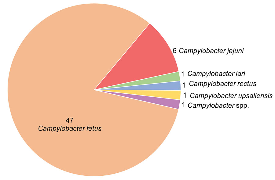 Distribution of Campylobacter species among 57 patients with vascular infections and endocarditis in a multicenter retrospective study on vascular infections and endocarditis caused by Campylobacter spp., France. Numbers indicate no. cases.