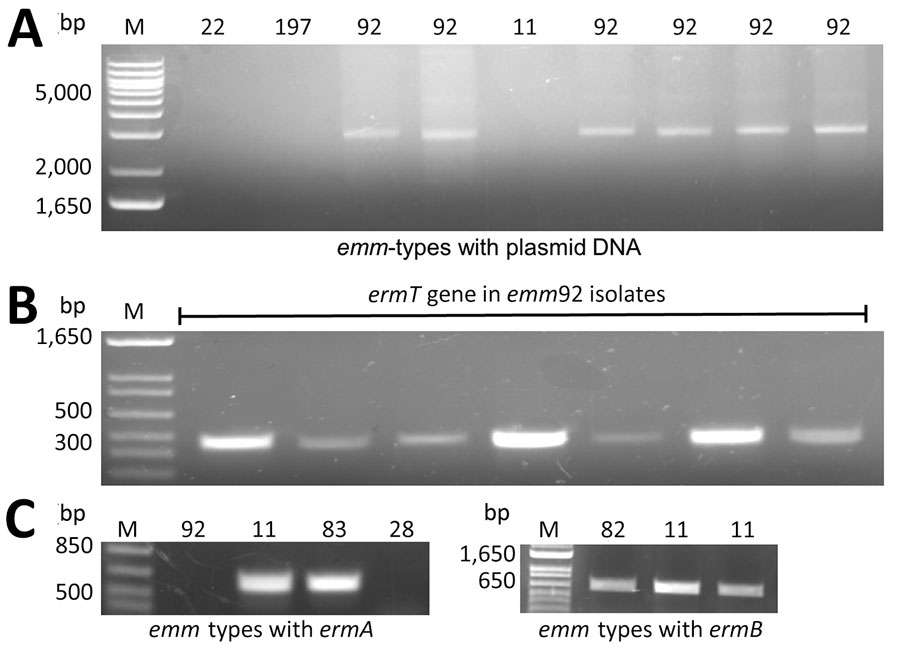 Detection of the methyl transferase genes ermA, ermB, and ermT in invasive group A Streptococcus (iGAS) isolates, West Virginia, USA, 2020–2021. A) Distribution of the pRW35-like plasmid among iGAS isolates. Presence of pRW35-like plasmid DNA was detected only in iGAS emm92-type isolates (representative samples are shown). B) PCR detection of the ermT-gene. The ermT-specific amplicon of 452 bp was detected in emm92 isolates using plasmid DNA as a template. C, D) Detection of the ermA and ermB genes. Chromosomal DNA was used as a template to detect the 612-bp-ermA (C) and 663-bp-ermB (D) amplicons present in several different emm types. A 347-bp-mefA amplicon was detected in a single emm22 isolate (data not shown).