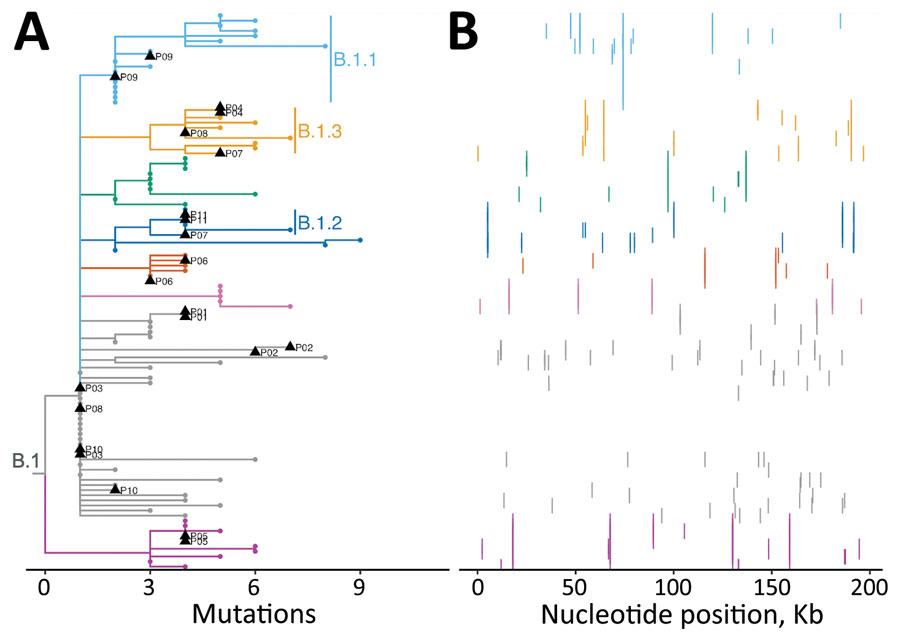 Phylogenomic analysis of 109 early monkeypox virus outbreak strains, Washington, USA. A) Phylogenetic tree showing that all Washington sequences fall within the major outbreak lineage B.1. The many identical sequences suggest community transmission; distinct sublineages suggest multiple MPXV introductions into the state. Black triangles indicate sequences from multiple swabs from the same patient, which were available for 11 persons, patients P01–P11. Clades with >5 sequences were assigned a color for tips and branches, and have text labels for the major sublineages, B.1.1, B.1.2, and B.1.3. All other tips and smaller clades are indicated in gray. B) Single nucleotide polymorphisms from each sample in panel A arrayed across the MPXV genome. Colors correspond to lineage coloring in panel A. MPXV, monkeypox virus.