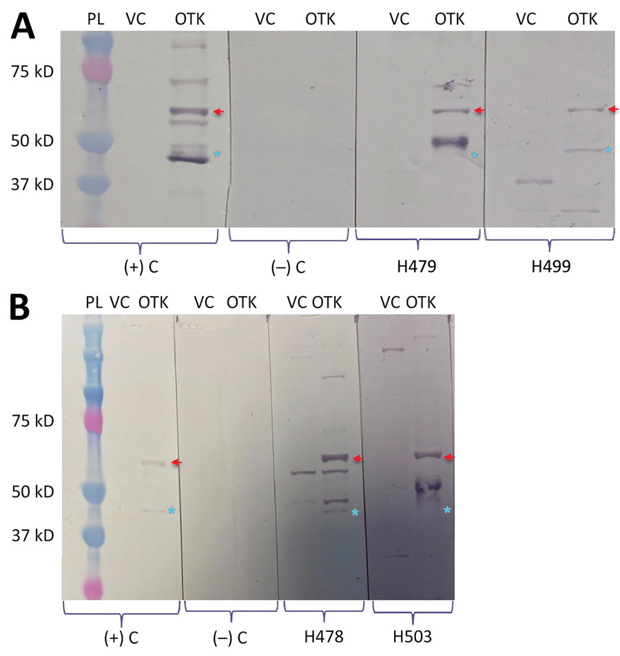 Serologic evidence of Orientia infection among rural population, Cauca Department, Colombia. Western blot analysis was performed using Vero cell extracts and O. tsutsugamushi Karp strain whole-cell antigens. Examples of some reactive samples that were applied to probe-migrating Orientia-specific antigens (56 kD and 47 kD) are shown: A) samples H479 and H499; B) samples H478 and H503. Red arrows indicate 56-kD protein, and blue stars indicate 47-kD protein. OTK, O. tsutsugamushi Karp strain; PL, protein ladder; VC, Vero cell; (‒) C, negative control; (+) C, positive control.