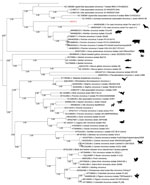 Phylogenetic analysis of capsid protein sequences of human circovirus type 1 (HCirV-1) from a heart-lung transplant patient in France (red) and representative circovirus strains. Sequences were aligned with Multiple Alignment using Fast Fourier Transform (https://www.ebi.ac.uk/Tools/msa/mafft) under the L-INS-I parameter, and maximum-likelihood phylogenetic reconstruction was performed with PhyML implemented through the NGPhylogeny portal (https://ngphylogeny.fr). GenBank accession numbers for reference sequences are indicated, along with graphic representations of the animal of origin. Scale bar indicates the number of amino acid substitutions per site.