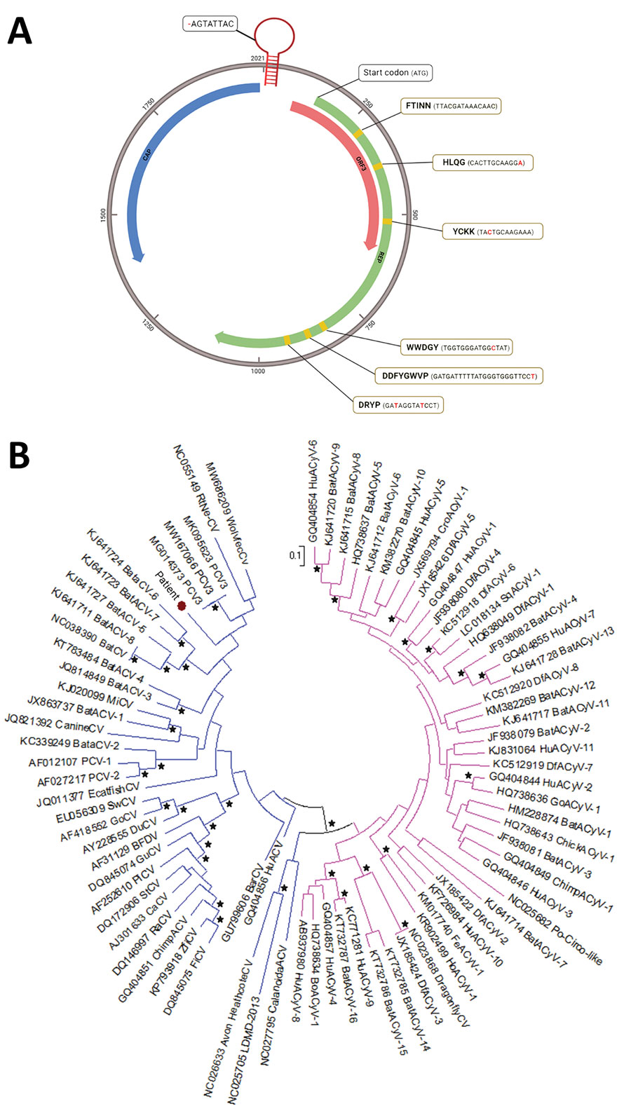 Genomic and phylogenetic analysis of putative novel virus, Circovirus parisii, from an immunocompromised patient with hepatitis, France, 2022. A) Full-length genome of C. parisii reconstructed from shotgun metagenomics (SMg) sequence analysis. The genome is a 2021-nt single-stranded circular DNA containing 3 predicted open reading frames (ORFs), including ORF1 (replicase, green), ORF2 (capsid protein, blue) and ORF3 (red). The stem-loop contains an AGTATTAC sequence (origin of replication) that misses 1 nt (red dash) compared with other circoviruses. An ATG start codon is located at the 5′ end of the replicase gene. The replicase gene contains 6 conserved motifs, represented with a yellow background (amino acid and nucleotide sequences), with silent substitutions in red. B) Phylogenetic analysis of the replicase gene of the Circoviridae family, including the newly discovered C. parisii (red dot), known circoviruses (blue), and known cycloviruses (pink). Bootstrap values >70% are indicated with black stars. Scale bar indicates substitutions per site.