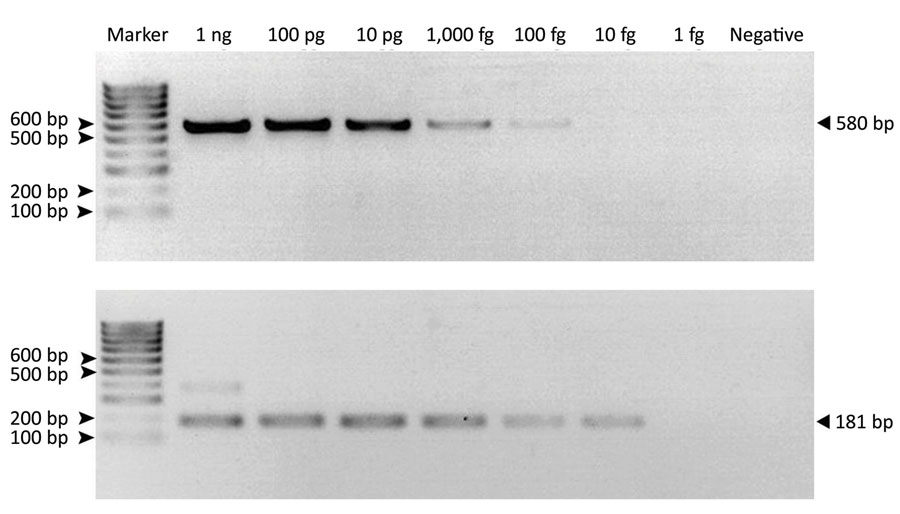 Limit of detection of Mycobacterium tuberculosis complex in the first (A) (580-bp) and second (B) (181-bp) rounds of IS6110-specific nested PCR of samples from free-ranging macaques, Thailand, 2018–2022. We could not visualize 580-bp PCR products from resolved 2% wt/vol agarose gel electrophoresis in the first round but detected a positive result from the second-round nested PCR with a 181-bp amplicon. 