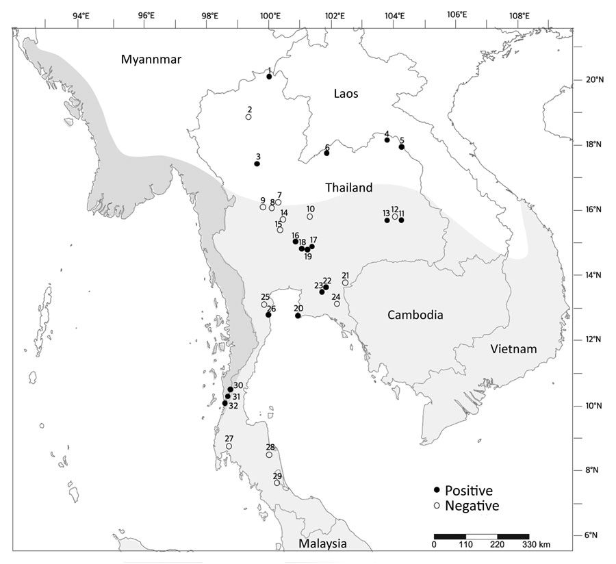 Locations, species, and Mycobacterium tuberculosis complex status in free-ranging macaques, Thailand, 2018–2022. White area on map shows the range of rhesus macaques; light gray, common long-tailed macaques; and dark gray, Burmese long-tailed macaque. Numbers indicate locations where we found macaques: 1, Wat Phra Phutthabat Pha Ruea; 2, Wat Tham Mueang On; 3, Wat Tham Thorani Siri Ram; 4, Ban Sang School; 5, Ban Phon Kor; 6, Wat Tham Erawan; 7, Wat Haad Moon; 8, Wat Ta Sung Tai; 9, Kao Nor; 10, Wat Tham Thep Ban Dan; 11, Wat Mueang Khaen Yai; 12, Muang Ling Ban Wan; 13, Wat Ku Phra Ko Na; 14, Wat Phikun Ngam; 15, Suan Ling Garden; 16, Lopburi; 17, Phar Phothisat; 18, Wat Kai; 19, Phra Phutthabat Noi; 20, Khao Laem Pu Chao; 21, Wat Tham Khao Chakan; 22, Wat Tham Khao Cha Ang; 23, Wat Khao Cha Ang; 24, Wat Khao Wong Khot; 25, Kao Ngu; 26, Wat Kao Tharmon; 27, Wat Suwan Kuha; 28, Wat Khao Keaw Wichian; 29, Khao Chaison; 30, Tham Pra Khayang; ; 31, World War Museum; 32, Mangrove Forest Research Center.