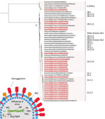 Phylogenetic tree based on the hemagglutinin nucleotide sequences of 23 swine influenza A isolates from pigs in Belgium and the Netherlands, November 2019–December 2021, and 28 swine and human influenza A reference viruses. We generated maximum-likelihood trees using IQ-TREE (http://www.iqtree.org) with the general time reversible plus invariable site plus FreeRate model and 1,000 ultrafast bootstraps. Sequences retrieved from GenBank or GISAID (https://www.gisaid.org) are identified by virus names and accession numbers. Bold text indicates study isolates. The clades of hemagglutinin are indicated; 8x means that 1 of the 8 total segments of the viral genome is shown. Scale bar represents the number of nucleotide substitutions per site per year. M, matrix protein; NEP, nuclear-encoded plastid RNA polymerase; NP, nucleoprotein; NS, nonstructural protein; PA, polymerase acidic; PB, polymerase basic.