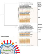 Phylogenetic tree based on neuraminidase nucleotide sequences of 23 swine influenza A isolates from pigs in Belgium and the Netherlands, November 2019–December 2021, and 28 swine and human influenza A reference viruses. We generated maximum-likelihood trees using IQ-TREE (http://www.iqtree.org) with the general time reversible plus invariable site plus FreeRate model and 1,000 ultrafast bootstraps. Sequences retrieved from GenBank or GISAID (https://www.gisaid.org) are identified by virus names and accession numbers. Bold text indicates study isolates. The lineage of neuraminidase is indicated; 8x means that 1 of the 8 total segments of the viral genome is shown. Scale bar represents the number of nucleotide substitutions per site per year. M, matrix protein; NEP, nuclear-encoded plastid RNA polymerase; NP, nucleoprotein; NS, nonstructural protein; PA, polymerase acidic; PB, polymerase basic.