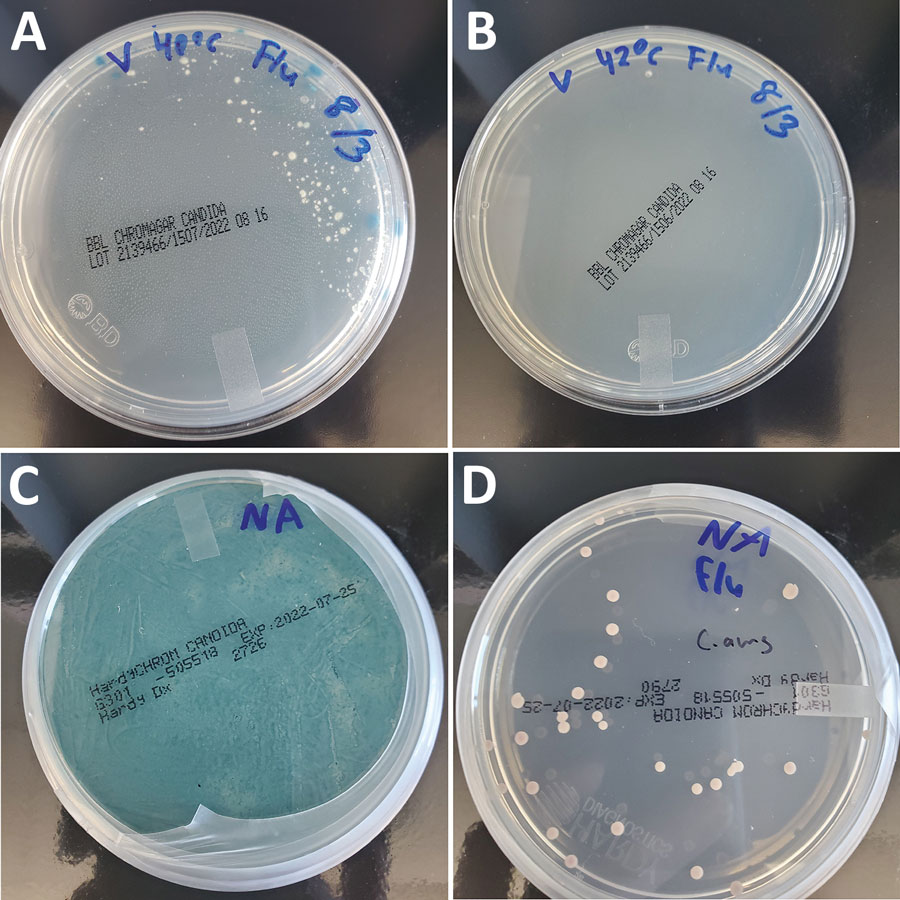 Culture-based isolation of Candida auris from wastewater, southern Nevada, USA, 2022, showing the effects of incubation temperature and fluconazole selection on competing organisms. A, B) Incubating the enrichment broth at 42°C (B) instead of 40°C (A) mitigated growth of competing filamentous fungi present in wastewater. C, D) Adding fluconazole to the salt Sabouraud dulcitol broth (SSDB) enrichment broth was essential for recovering C. auris from the southern Nevada wastewater samples. We plated 100 μL aliquots of inoculated enrichment broths incubated at 42°C after 2 days on HardyCHROM Candida medium (Hardy Diagnostics, https://hardydiagnostics.com) or BBL CHROMagar Candida medium (Becton, Dickinson, and Co., https://www.bd.com). Inoculation in SSDB without fluconazole resulted in overgrowth of an unidentified competing yeast (C), whereas inoculation in SSDB with fluconazole enabled isolation of C. auris colonies (D). 