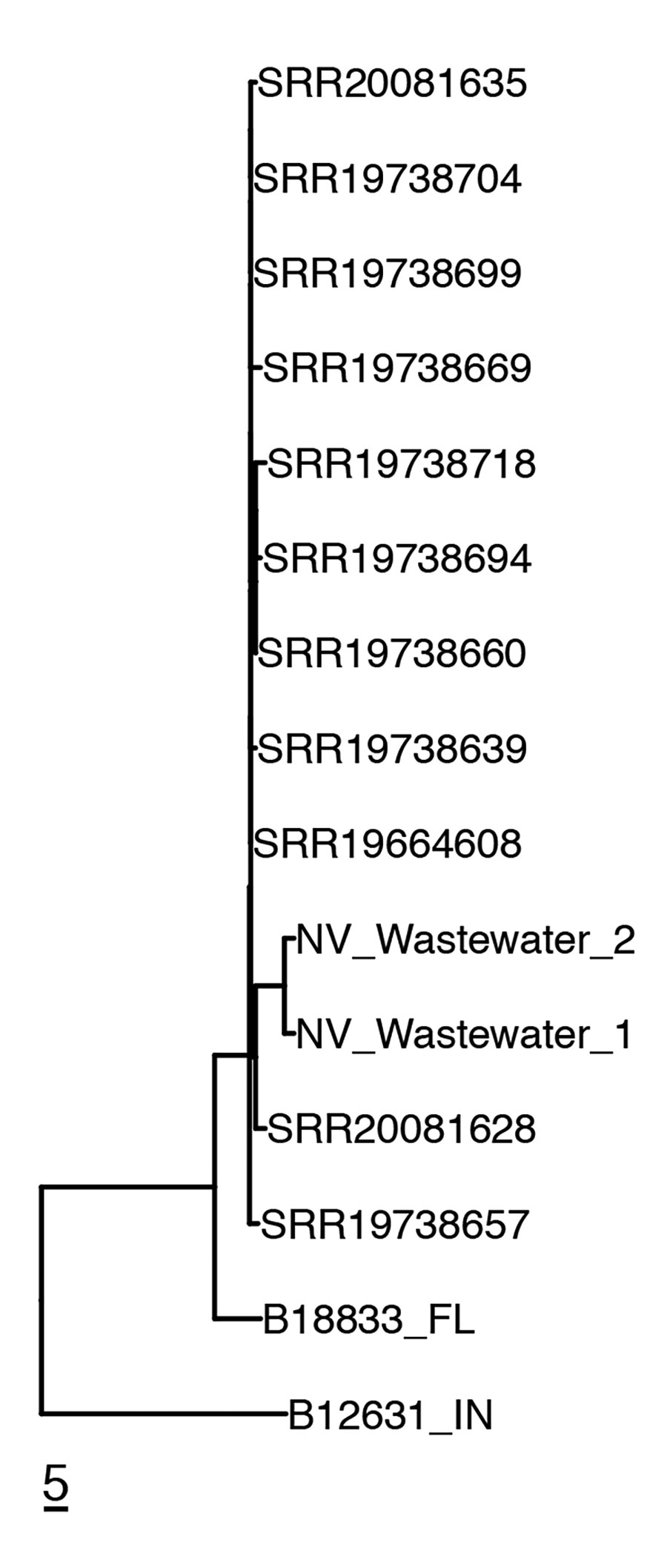 Genetic relatedness of clinical and wastewater isolates identified in the southern Nevada, USA, 2022, to reference clinical isolates. Neighbor-joining phylogenetic tree shows clade III C. auris isolates recovered from 3 southern Nevada acute care hospitals (identified by National Center for Biotechnology Information Sequence Read Archive [SRA] accession number) and from the wastewater treatment plants to which they were connected (NV_Wastewater_1 [SRA accession no. SRR21758525] and NV_Wastewater_2[SRA accession no. SRR21758524]). Two unrelated isolates from Florida and Indiana are included in the tree: B188833_FL (SRA accession no. SRR12526241) and B12631_IN (SRA accession no. SRR7909359). Scale bar indicates single-nucleotide polymorphisms.