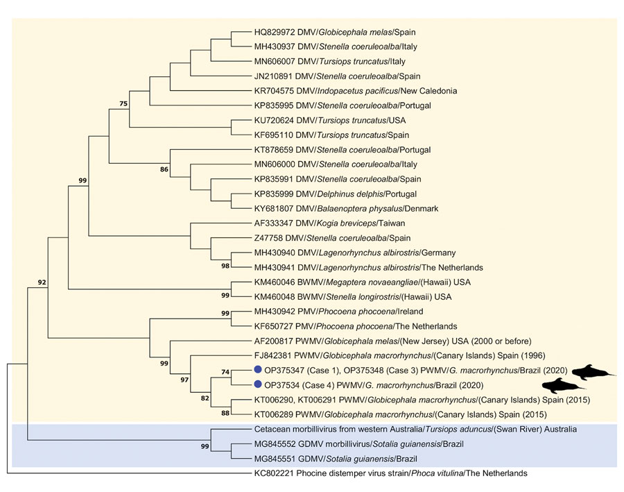 Maximum-likelihood phylogenetic tree based on Hasegawa-Khisino-Yano model with inversions gamma distribution and invariant sites of the phosphoprotein gene nucleotide sequences of cetacean morbillivirus PWMV obtained in Brazil (this study, blue circles), PWMV sequences previously described, and other morbillivirus strains described in cetaceans available from the GenBank/DDBJ/EMBL databases. Phocine distemper virus was selected as outgroup. The sequence identifier shows GenBank accession number, virus type, and location. Yellow shading indicates strains comprised in Cetacean morbillivirus lineage 1; blue shading indicates strains in lineage 2. Numbers at nodes indicate the bootstrap value; 1,000 bootstrap replications were selected, and bootstrap values <70 were omitted. BWMV, beaked whale morbillivirus; DMV, dolphin morbillivirus; GDMV, Guiana dolphin morbillivirus; PMV, porpoise morbillivirus; PWMV, pilot whale morbillivirus.